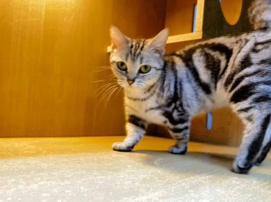American Shorthair Imported