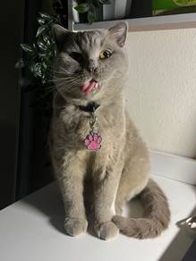 kucing BSH