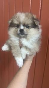 Pure Breed Parti Pomeranian (M) 纯种花色博美 男生