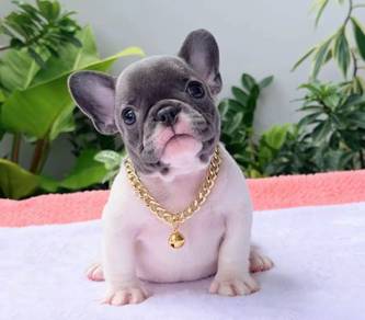 FRENCH BULLDOG PUPPIES VIP192🌻Cute & Healthy Girl