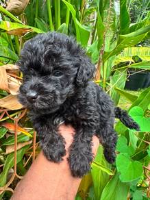 Black Poodle