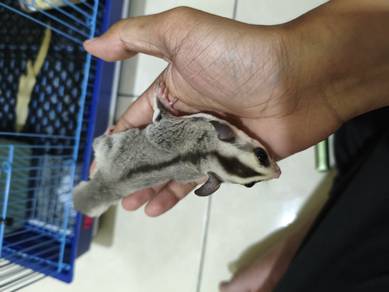 sugar glider jantan jinak