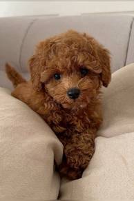 U8681 Alluring Poodle Little Bear Puppy Puppy