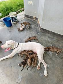Daniff/mastiff/greatdane Puppies 