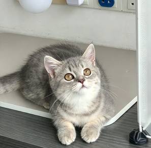 British short hair