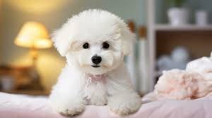TQW888 Mini size Bichon Frise pretty puffy puppy