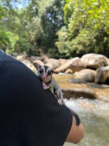 sugar glider 
