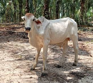 Lembu jantan jaras 