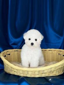 Bichon - Male (White)