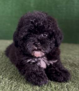 black shipoo puppy