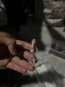 leopard gecko