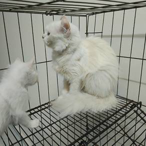 American Curl 