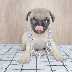 Pug