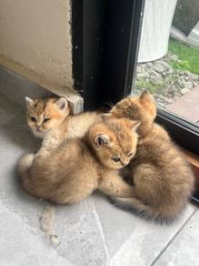 BSH Kitten Purebreed Golden