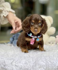 MINIATURE DACHSHUND Puppies VIP26🐻 Male~Female