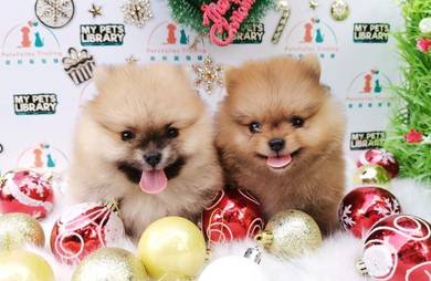 Pomeranian