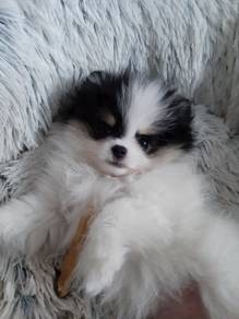 HHHH_P9008 Tiny Pomeranian puppies dogs