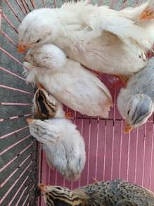 Ayam Mutiara 