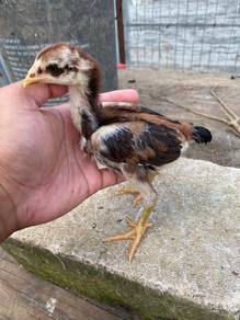 Ayam bangkok klasik