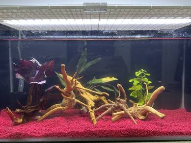 aquarium siap deco