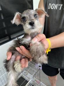 Miniature schnauzer