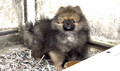 Pomeranian