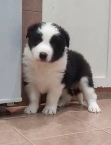 Border collie good quality