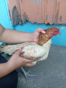 ayam betina 