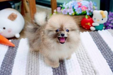 Pomeranian puppies 