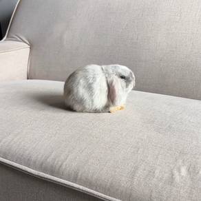 Holland lop bunny earlop rabbit arnb
