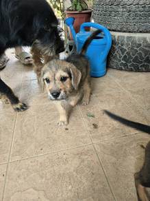 Mixed breed Puppies for free adoption