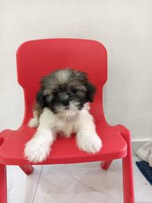Shih tzu puppy