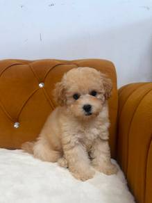Bichon Frise × Poodle