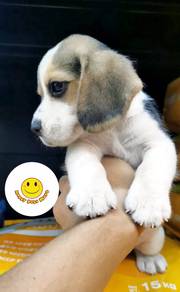 QQ45 Beagle male puppies