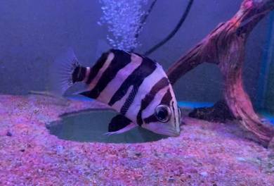 Indonesian Tiger Fish Datnoid