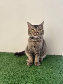 British shorthair