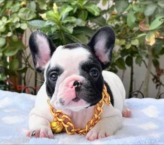Cutie French Bulldog - Male - FB05