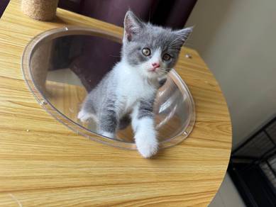 BSH Bicolour Pure breed