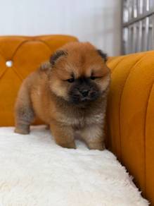 Chow Chow。MKA