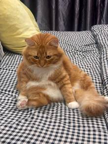 For Rehome – 2 ekor kucing jantan 🐱

