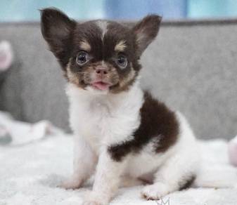 CHIHUAHUA PUPPIES T182 🌷 Head Apple Female