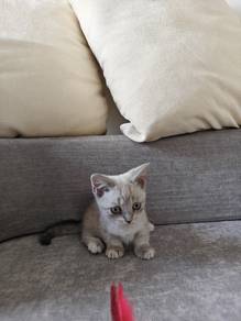 munchkin minuet kitten British shorthair
