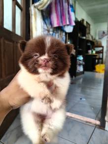 Pomeranian