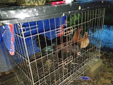 Ayam kg Asli