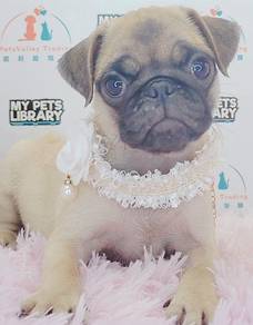 Pug