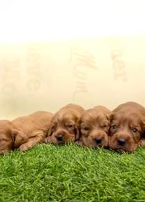 Cocker spaniel English
