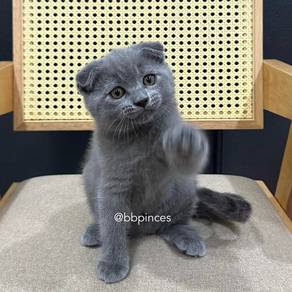 scottish fold kitten
