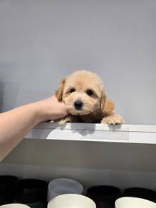 MALTIPOO female and male
