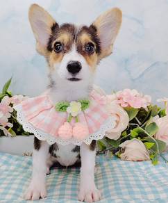 Corgi
