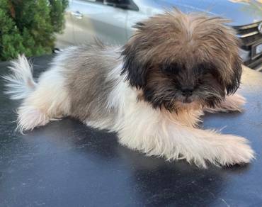 shih tzu